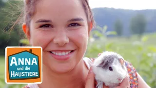 Meerschweinchen | Information für Kinder | Anna und die Haustiere
