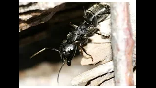 Camponotus Vagus заселение маток и строение инкубатора