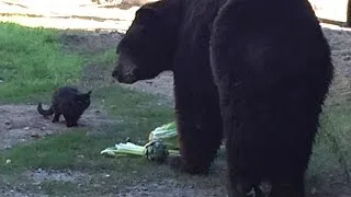 Opposites Attract: Big Black Bear and Feral Feline Are Unlikely Best Friends