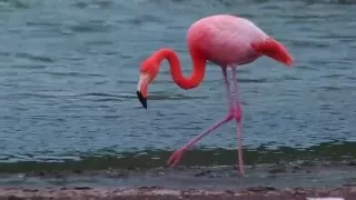 Flamingo Feeding in Galápagos