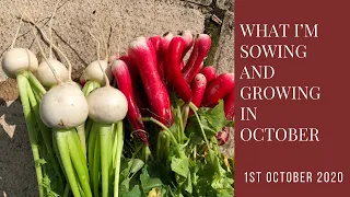 What I’m sowing and growing in October | self-sufficient | organic | no-dig