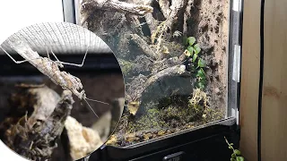 Bioactive Moss Mantis Terrarium Build: Haania vitalisi Communal Set Up