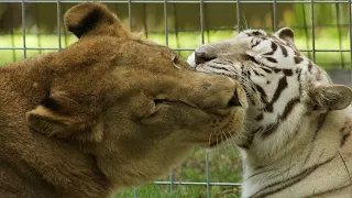 Lion + White Tiger = True Love
