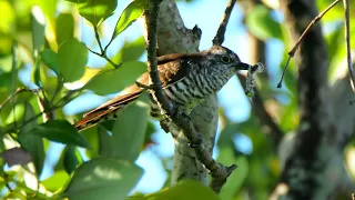 Cuckoo/ Kukulka/ Kuckuck SOUND EFFECTS