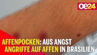 Affenpocken: Aus Angst Angriffe auf Affen in Brasilien