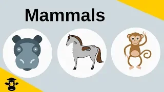 What is a Mammal?