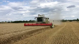 Claas Lexion 760 + V900 Żniwa 2023 Pszenica.