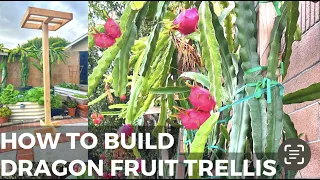 Easy way How to Build Dragon fruits trellis