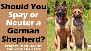 Should You Spay or Neuter a German Shepherd? Protect Their Health and Save Their Life