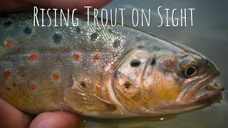 I was able to spot them | Fly Fishing Gin Clear Mountain River