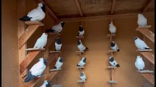 California's Exclusive Fancy Pigeon Collection