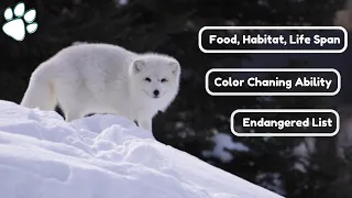 Arctic Fox - A Brief intro