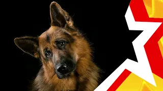 To tears! ★ BORDER DOG ★ sad song with a happy ending ★ sung by the USSR group #armysongs #dog