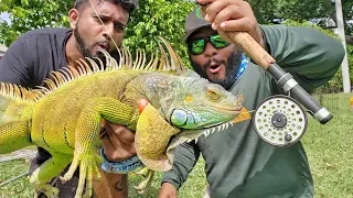 Fly Fishing for Giant Iguanas