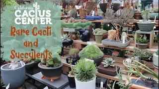 Cacti and Succulents SO Amazing You Won't Believe What I Found at California Cactus Center...