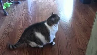 Fat cat hates to be petted