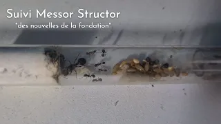 Des nouvelles des Messor Structor !