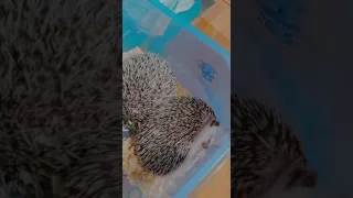 My male and female hedgehog sleeping together