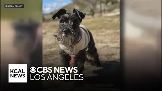 West Hollywood family sues pet-sitting service after their dog drowns