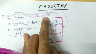 Muscle of mastication : Masseter | TCML