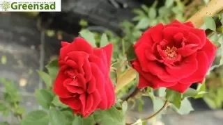 Роза "Дон Жуан" - видео-обзор от Greensad