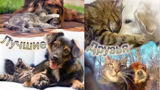 Кот и Собака Лучшие Друзья 🐈🐕 /Приколы с животными🙂Cat Dog Best Friends🙂Funny Animals🙂#43