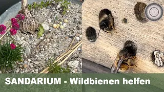 SANDARIUM selber machen, die Wichtigkeit der Wildbienen - Unterschied zur Honigbiene