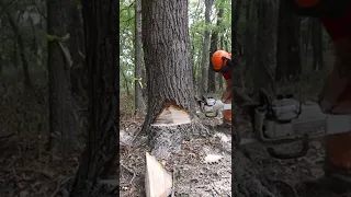 Dangerous Barber Chair and How to Avoid it #treefelling #dangeroustrees #logging #treefails #stihl