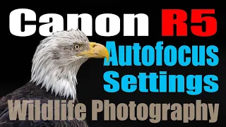 Canon R5 - How to Setup the Autofocus and Button Layout for Wildlife Photography