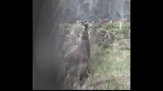 Kee Kee Yelps from a young Osceola Hen Turkey ...GREAT AUDIO!!!!