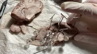 sheep dissection