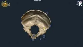 Osso Occipitale