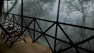 Relaxing Rain in the Misty Forest to Sleep in 5 Minutes Noise of Rain and Thunderstorm