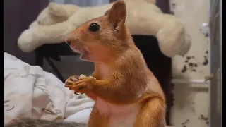 Те самые орешки, которые наш бельчонок любит больше всего!!! 🤤 Squirrel's favorite nuts