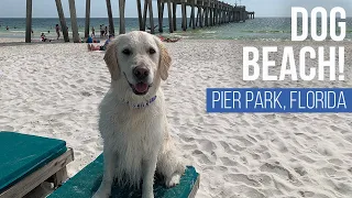 Bark at the Beach! // Dog Beach at Pier Park // Panama City Beach, Florida // [EP 51]