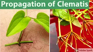 How to prapagate clematis