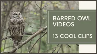 Barred Owl Compilation (Amazing Close-Up Videos!)