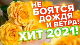 УЛЬТРАУСТОЙЧИВЫЕ К ДОЖДЮ И ВЕТРУ. ТОП ЖЕЛТЫХ РОЗ. РОЗА ТАРО. РОЗА ДИВА