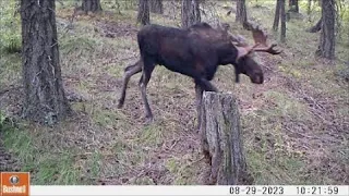 Trail Camera Video Dec 8, 2023