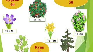 Що спільного між усіма рослинами
