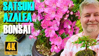 Discover the Secrets to Thriving Satsuki Azalea Bonsai 🌺