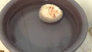 Funny hedgehog boat.