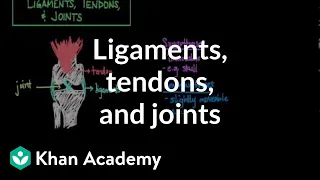 Ligaments, tendons, and joints | Muscular-skeletal system physiology | NCLEX-RN | Khan Academy