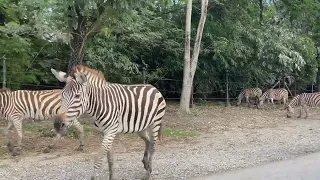 Zebra in Zoo