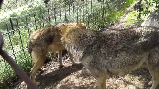 Lobo ibérico, macho alfa marcando a un subordinado