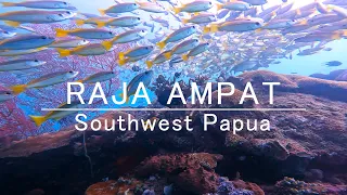 Raja Ampat - Dive into the Heart of Coral Triangle | Indonesia |