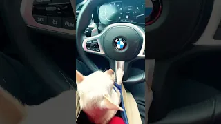 Teaching My Puppy To Drive My New BMW 🤣