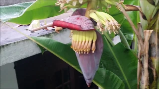 banana growth stages