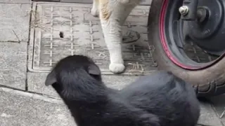 Кот застукал кошку с любовником