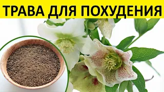 Кавказский морозник -Трава для похудения